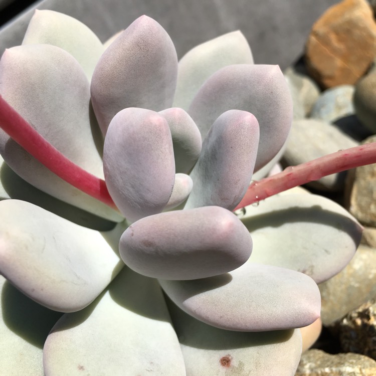 plant image 828069