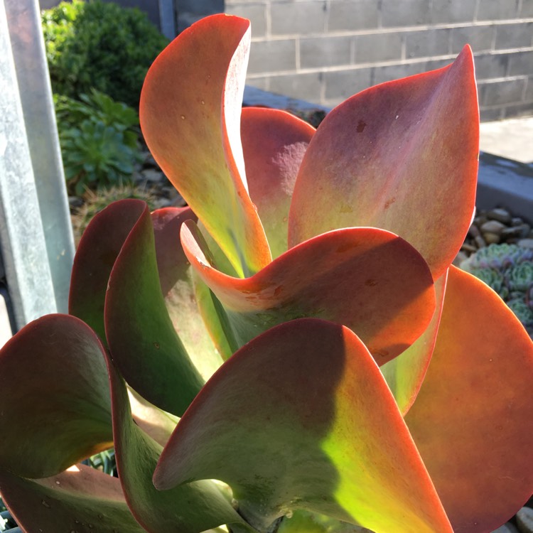 plant image 828081 plant image 828081