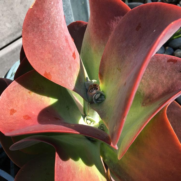 plant image 828082 plant image 828082