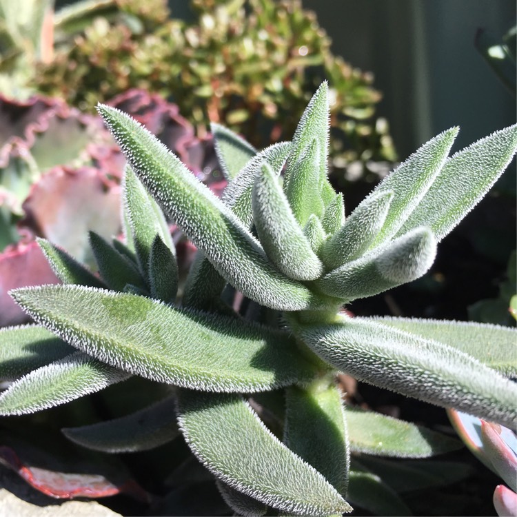 plant image 828682