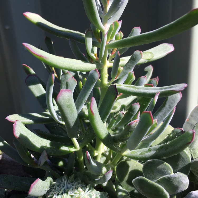Plant image Cotyledon 'Happy Young Lady'