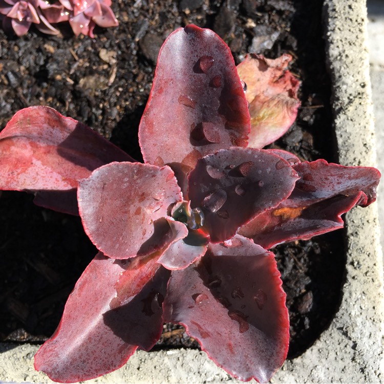plant image 828725