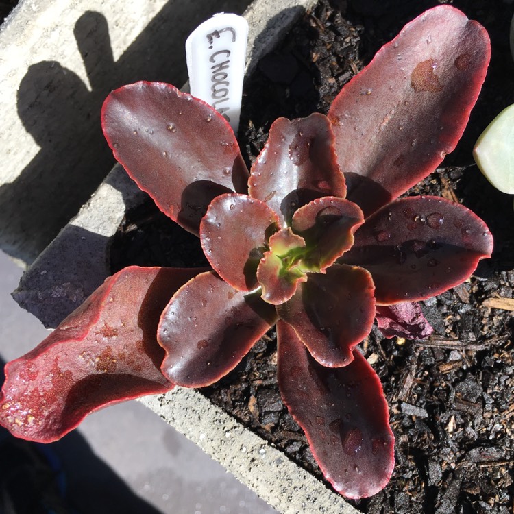 Plant image Echeveria Chocolate