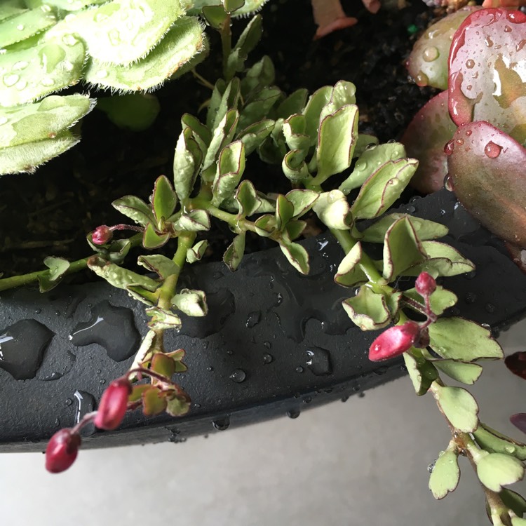 plant image 828735