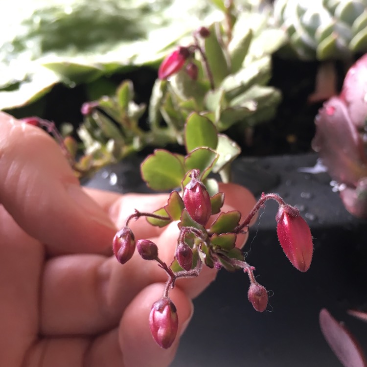 plant image 828736