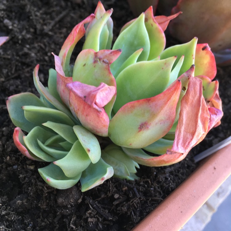 Plant image Echeveria Alpine Rose
