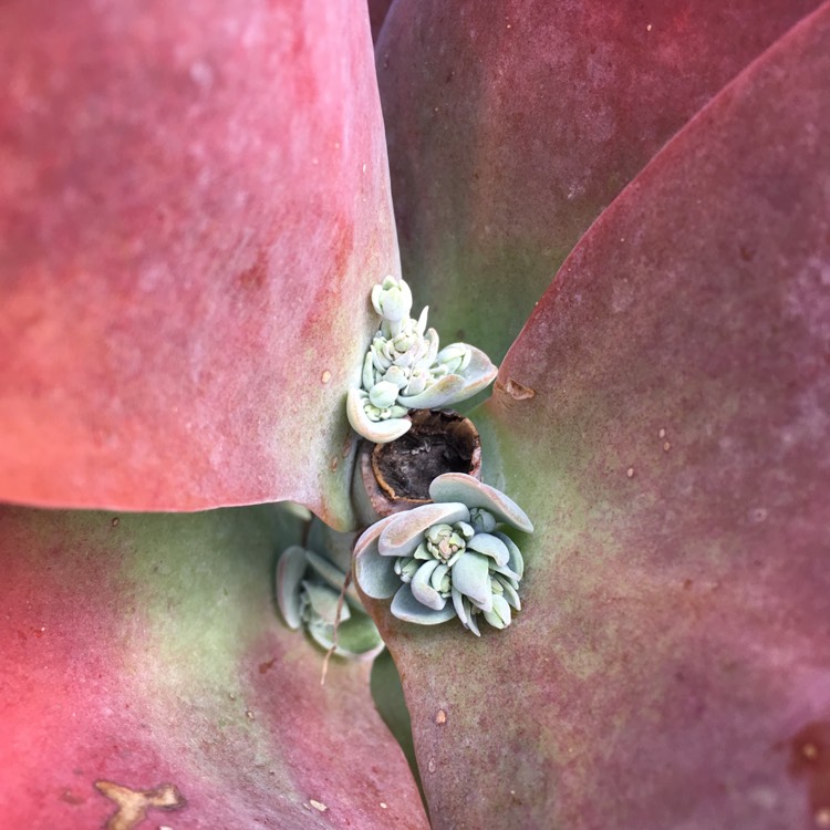 plant image 842476 plant image 842476