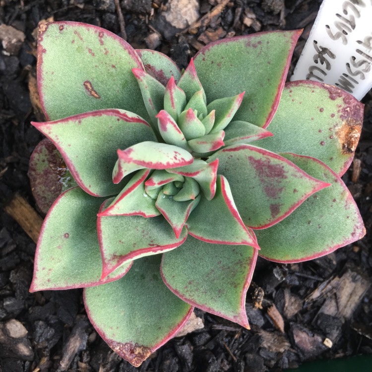 plant image 842481 plant image 842481