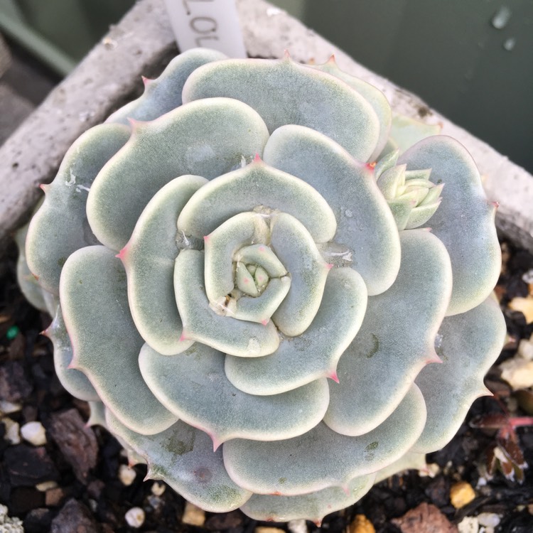 plant image 842485 plant image 842485