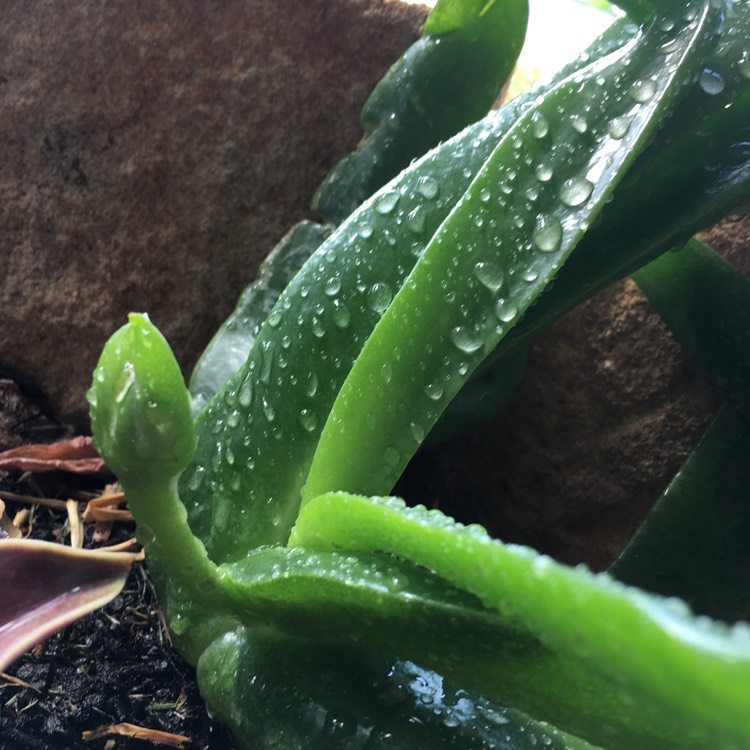 Plant image Glottiphyllum Longum
