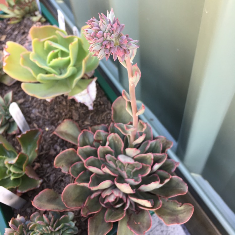 plant image 850403 plant image 850403