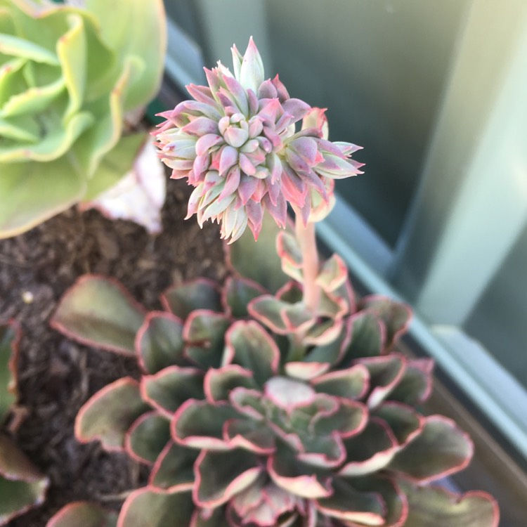 plant image 850404 plant image 850404