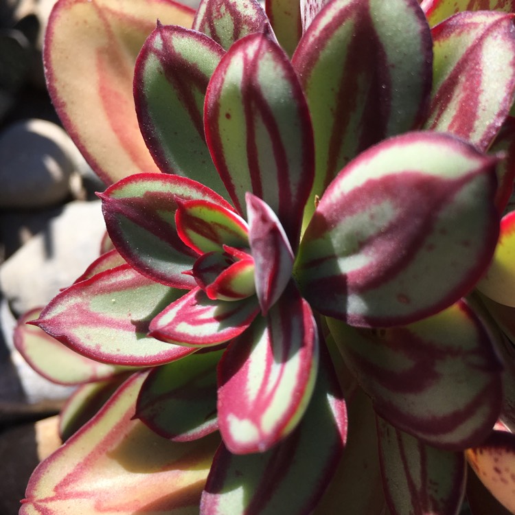 plant image 854557 plant image 854557