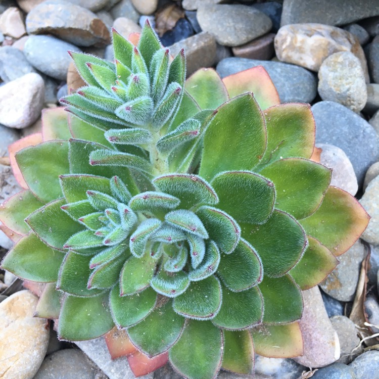 plant image 854567 plant image 854567
