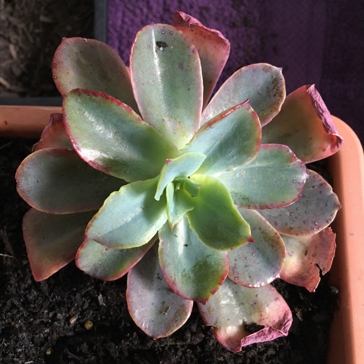 Plant image Echeveria Rainbow Sunset