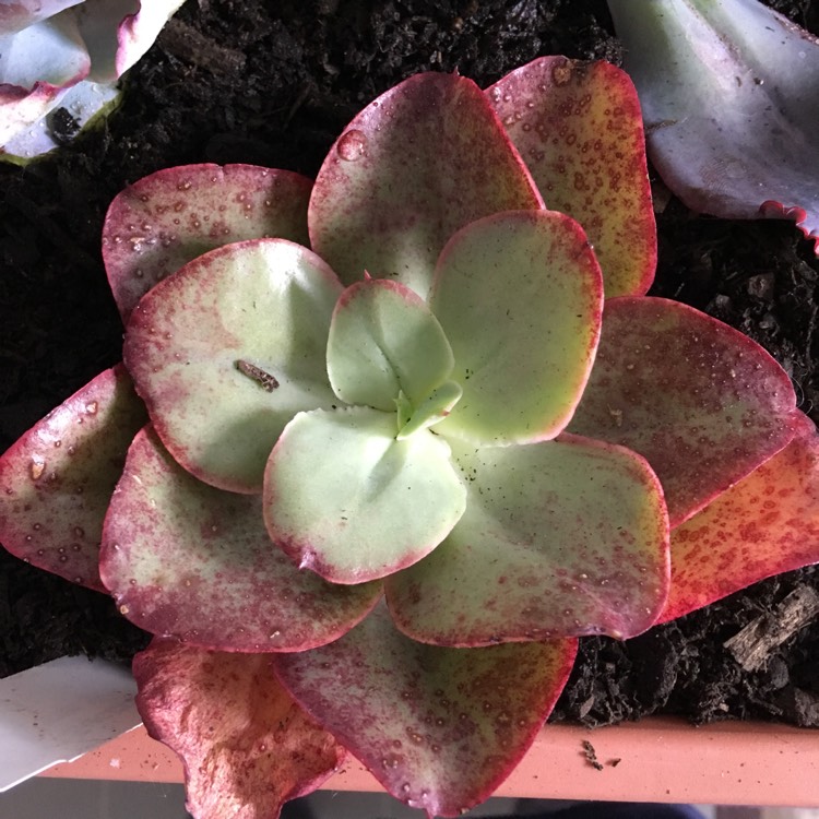 plant image 854644 plant image 854644