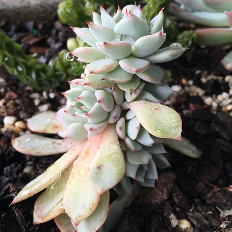 plant image 854657 plant image 854657