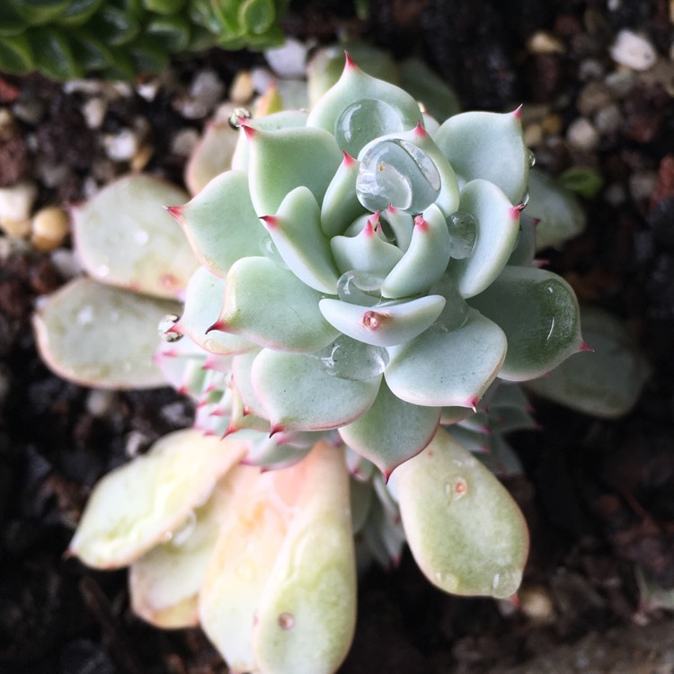 plant image 854658 plant image 854658