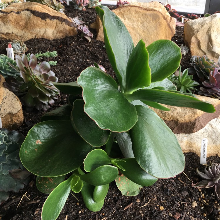 plant image 854662 plant image 854662