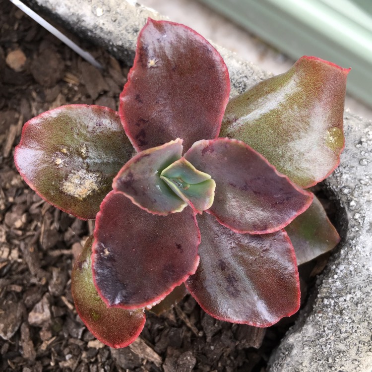plant image 854664