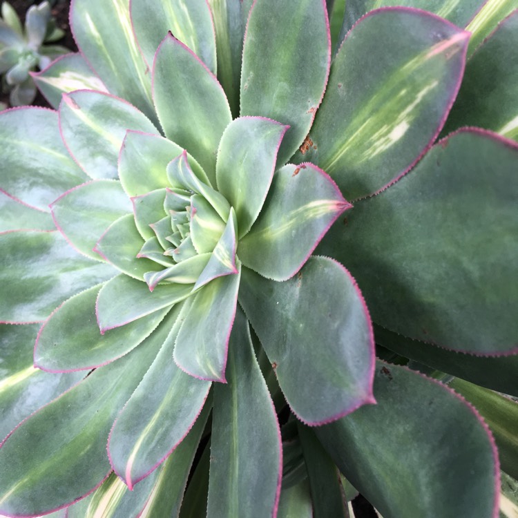 plant image 854669 plant image 854669