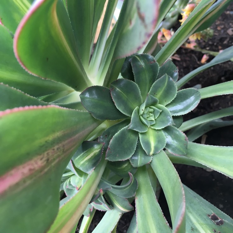 plant image 854670 plant image 854670