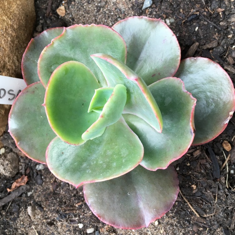 plant image 854674 plant image 854674