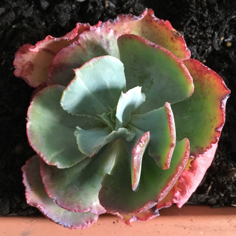 plant image 854685