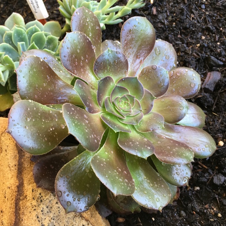 Plant image Aeonium Blushing Beauty