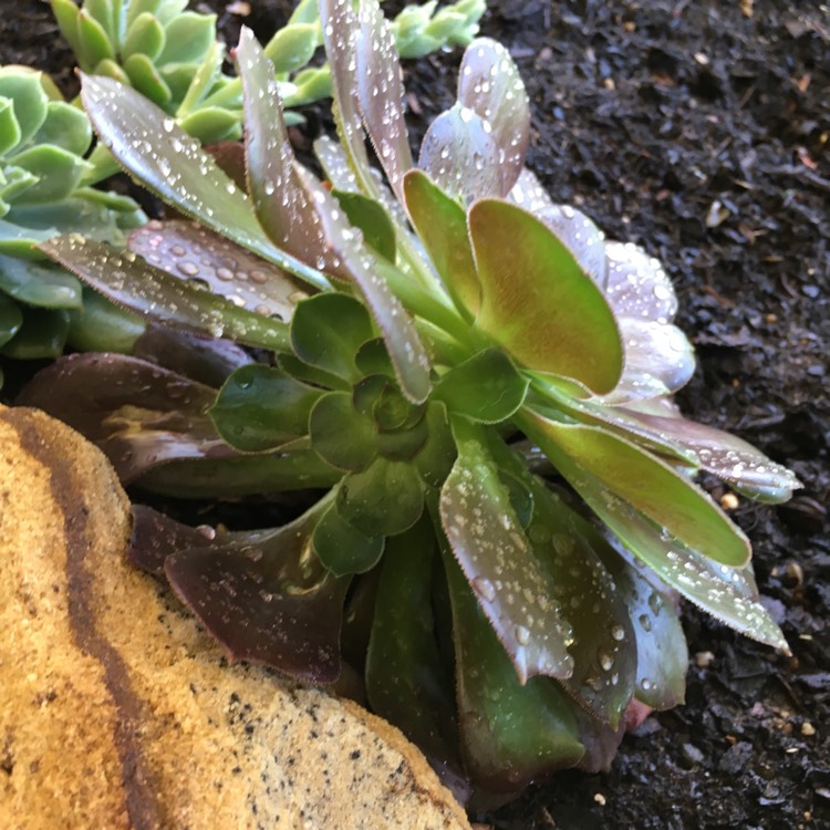 plant image 861198