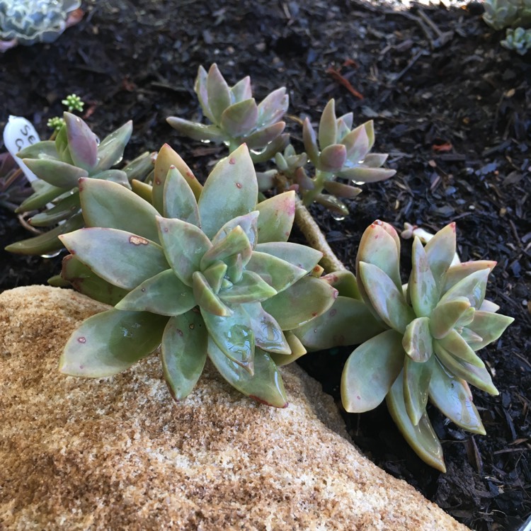Plant image Sedum 'Pat's Pink' syn. Sedeveria 'Pat's Pink', Sedum 'Pam's Pink'