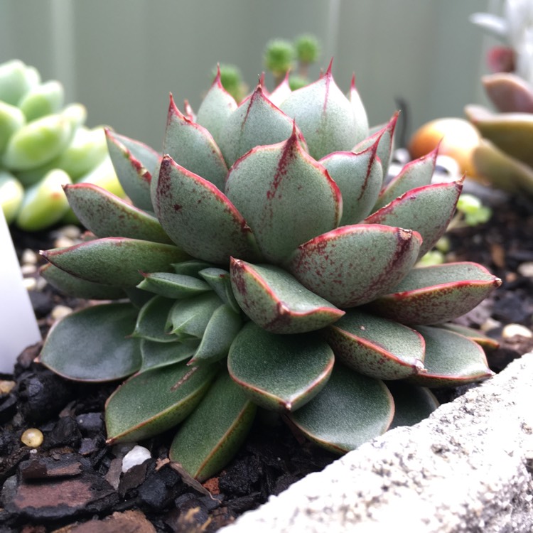 plant image 865849 plant image 865849
