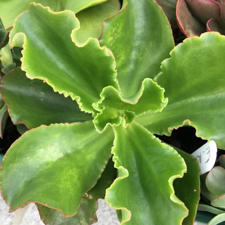 plant image 869653 plant image 869653