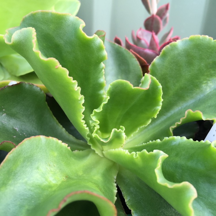 plant image 869655 plant image 869655