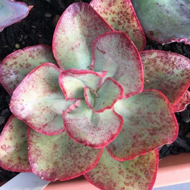 Plant image Echeveria Kissing