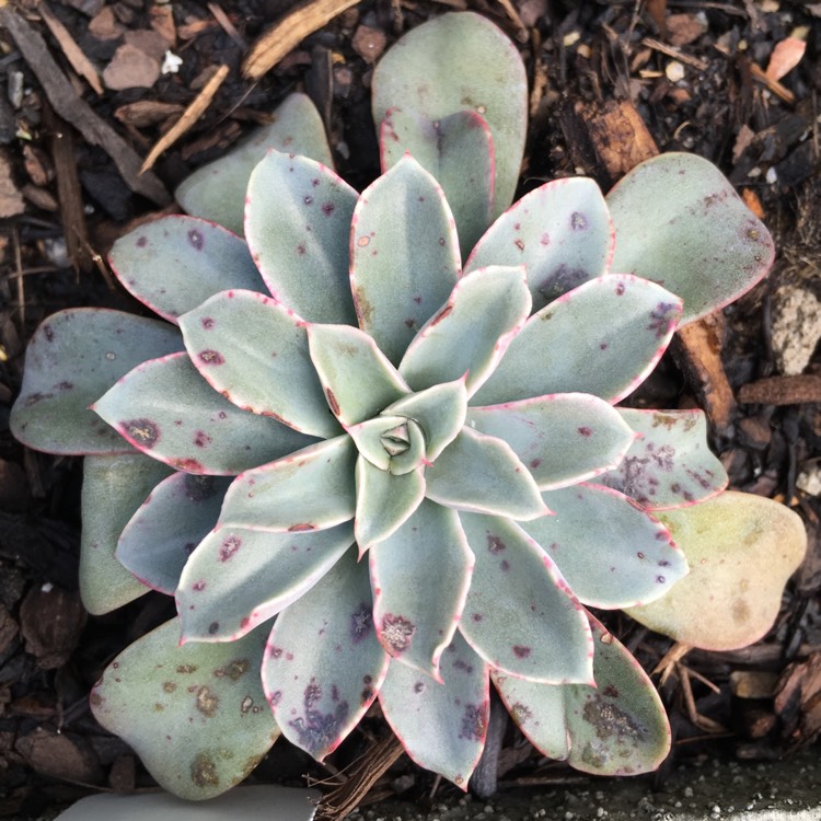 plant image 869670 plant image 869670