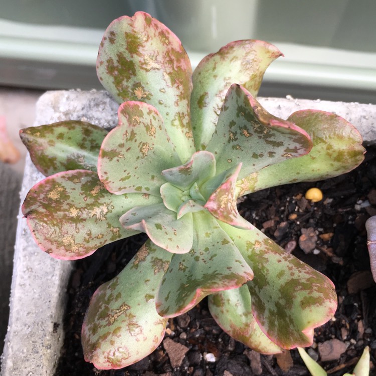 plant image 869673 plant image 869673