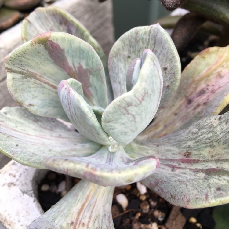 plant image 870952 plant image 870952