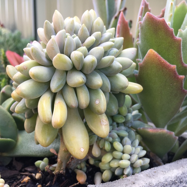 Plant image x Pachyveria Clavifolia Cristata