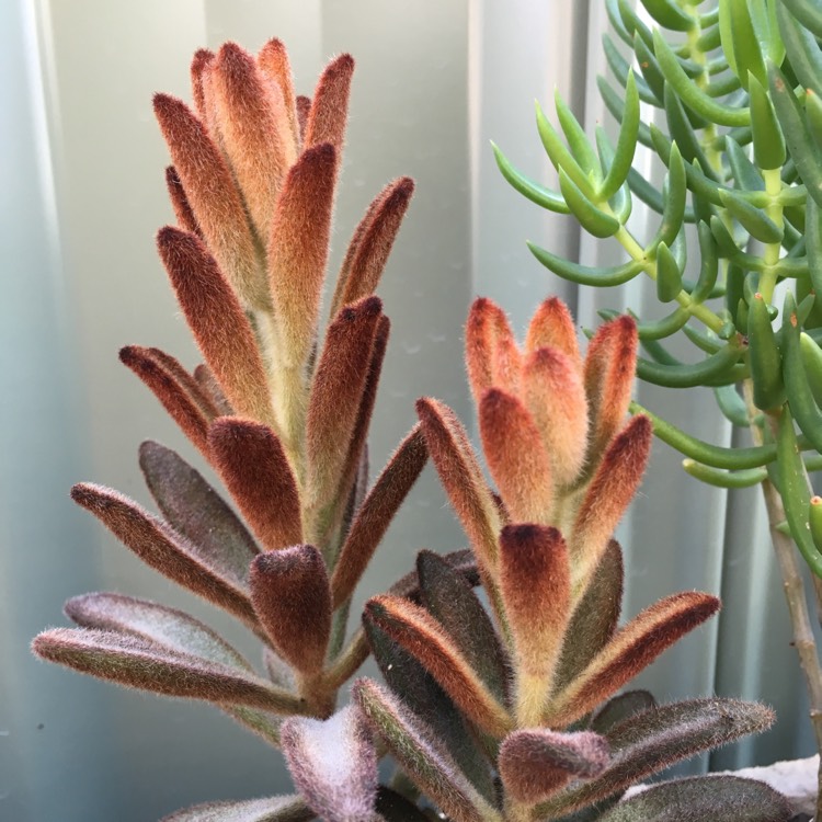 plant image 871958