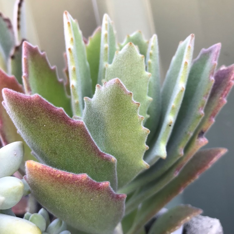 Plant image Kalanchoe Beharti