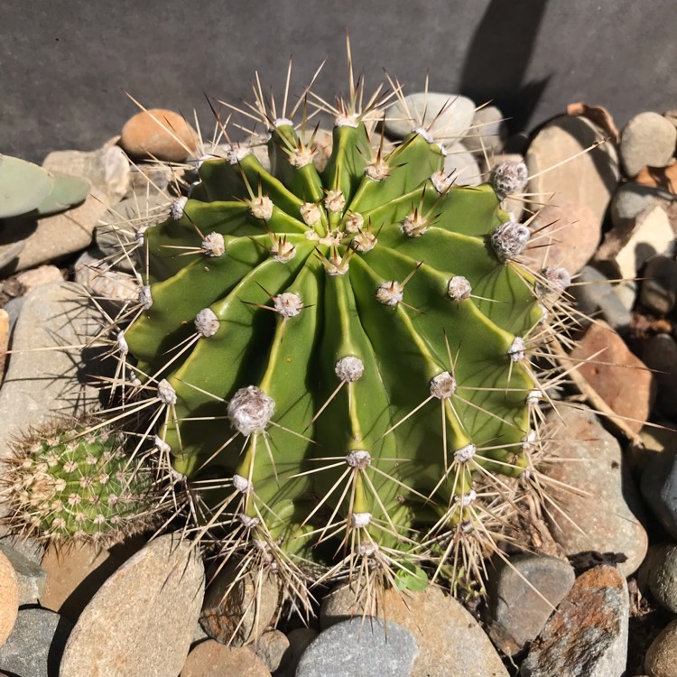 plant image 875904 plant image 875904
