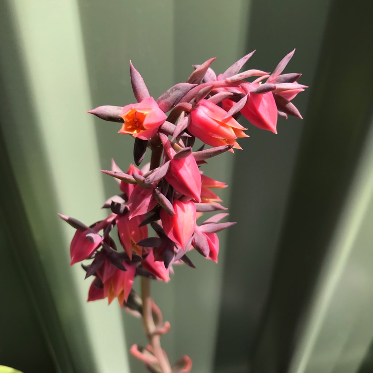 plant image 880648 plant image 880648