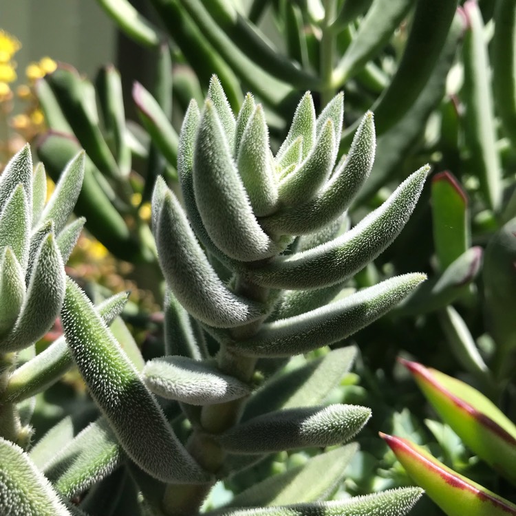plant image 892312
