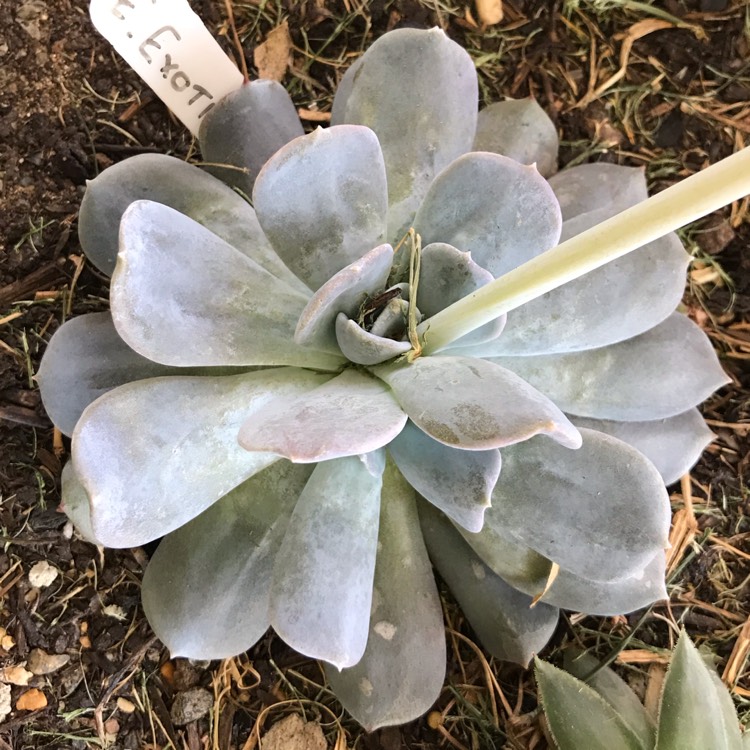 plant image 894341