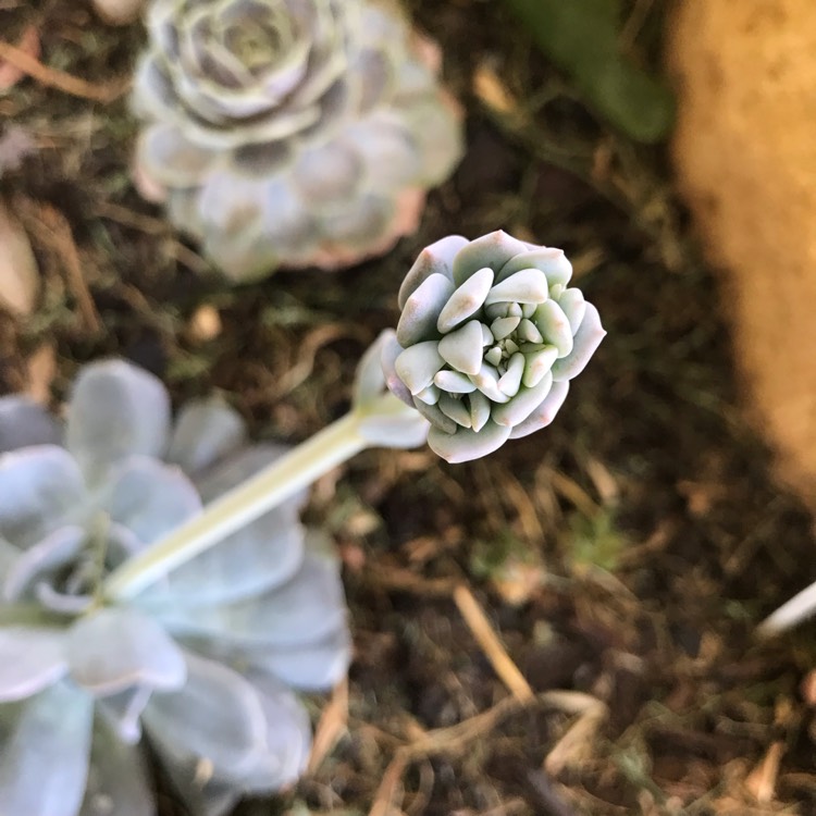plant image 894342