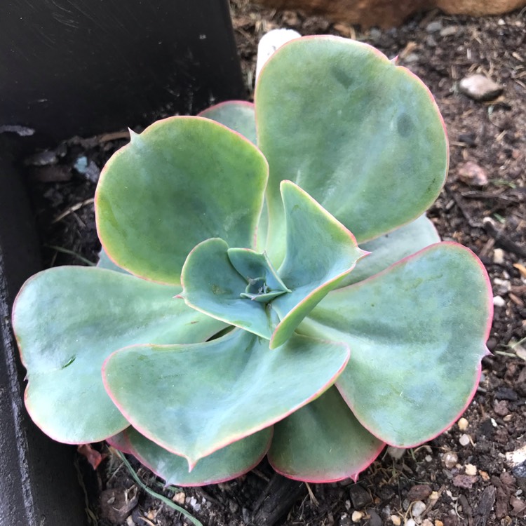 plant image 894344