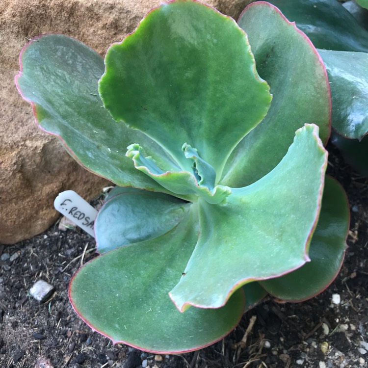 plant image 894345 plant image 894345