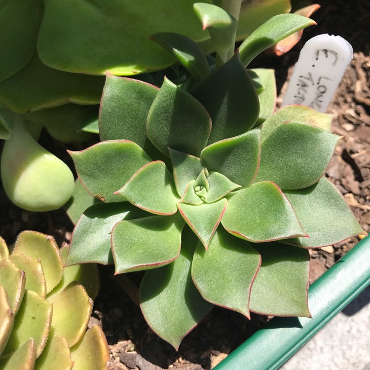 plant image 894357 plant image 894357