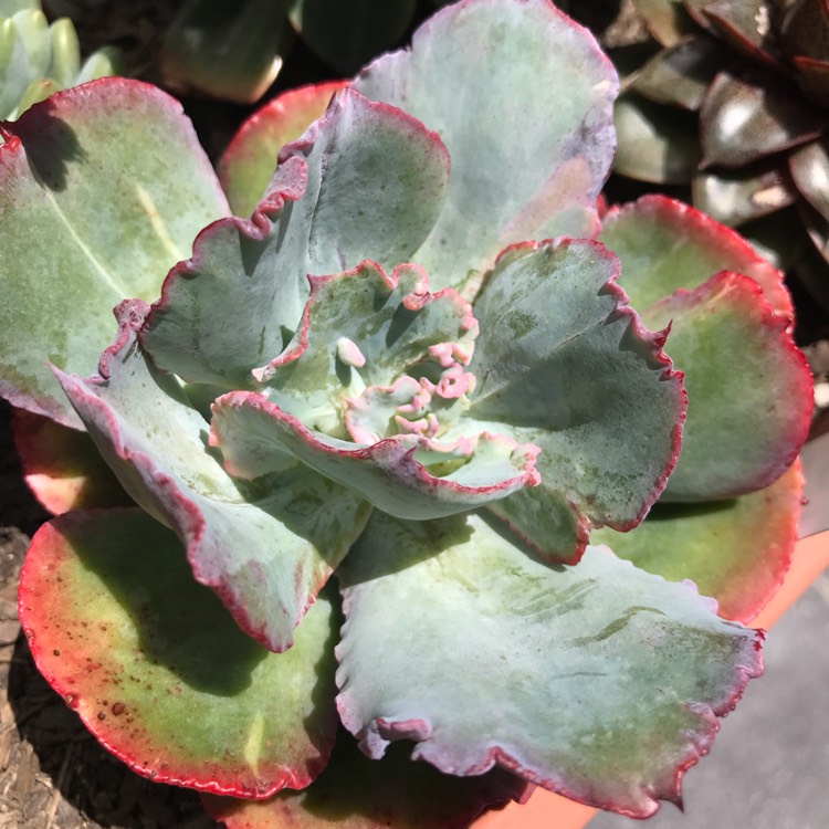 plant image 894367